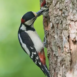 animal feed, aves, behavior, bird figures, breeding, dendrocopos major, emsland, fledgling animal feed, aves, behavior, bird figures, breeding, dendrocopos major, emsland, fledgling