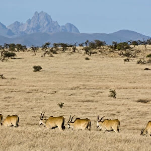 animal themes, animals in the wild, clear sky, colour image, day, daytime, eland