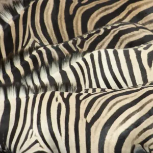 Thèmes animaux, flexibilité, zèbre de Burchell, conformité, jour, Equus burchellii, quatre animaux. Thèmes animaux, flexibilité, zèbre de Burchell, conformité, jour, Equus burchellii, quatre animaux.