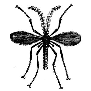 Animals antique engraving illustration: Hessian Fly Animals antique engraving illustration: Hessian Fly