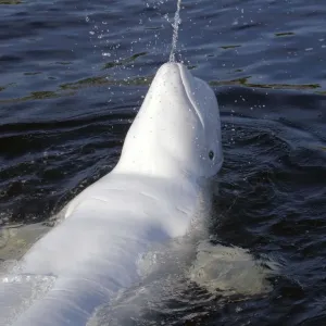 Beluga Whale Daytime Exterior Print Beluga Whale Daytime Exterior Print