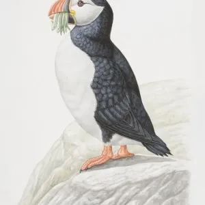 Animals, Birds, Charadriiformes, Auks, Alcidae, Atlantic Puffin, Fratercula arctica Animals, Birds, Charadriiformes, Auks, Alcidae, Atlantic Puffin, Fratercula arctica