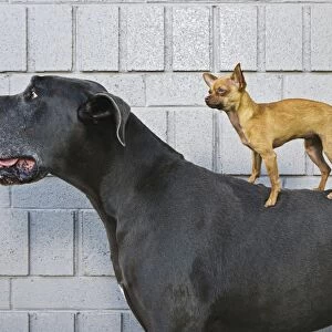 Animals, Canine, Chihuahua, Contrasts, Day, Dog, Great Dane, Humor, Large, Nobody