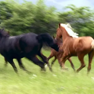 Galloping Horses Print Galloping Horses Print