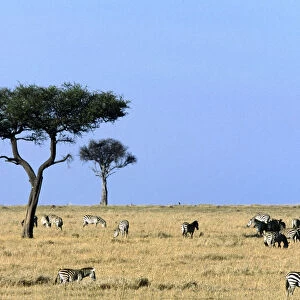 animals in the wild, clear sky, color image, day, grazing, horizon over land, horizontal