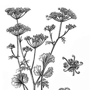 Anise (Pimpinella anisum)