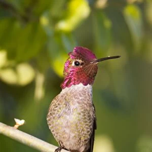 Beautiful Bird Species Metal Print Collection: Anna's Hummingbird (Calypte anna)