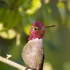 Beautiful Bird Species Poster Print Collection: Anna's Hummingbird (Calypte anna)