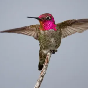 Annas Hummingbird Annas Hummingbird