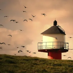 anser anser, atmospheric, coast, cropped, evening light, evenings, exterior views anser anser, atmospheric, coast, cropped, evening light, evenings, exterior views