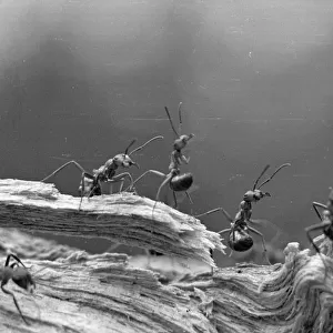 Ant Expedition