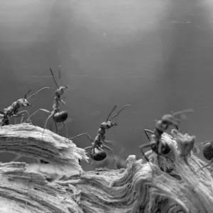 Ant Expedition Ant Expedition