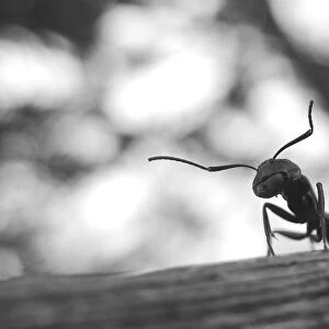 Ant on a Fence