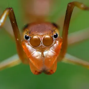Ant mimic jumping spider Print Ant mimic jumping spider Print