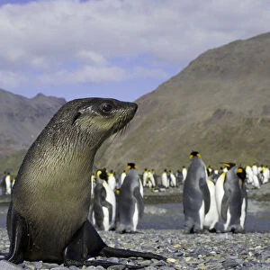 Antarctic fur seal pup in king penguin rookery (focus on seal pup)