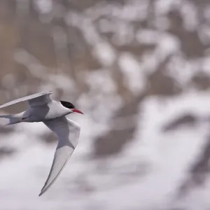 Antarctic Tern in Flight Print Antarctic Tern in Flight Print