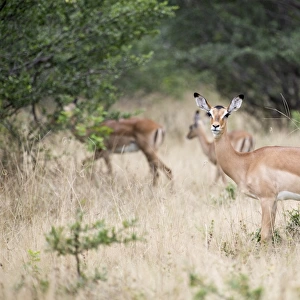 Antelope in Mana Pools National Park