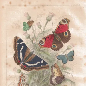 Antenna, Antique, Butterfly, Camberwell Beauty, Illustration and Painting, Insect