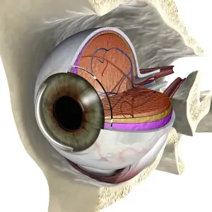 Anterior angled view of the right eyeball exposed in the eye socket
