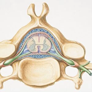 Anterior cross section of spinal column revealing how vertebra fits round spinal cord
