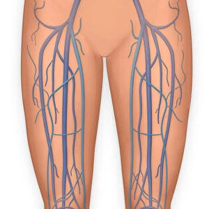 Anterior view of legs and the veinous system