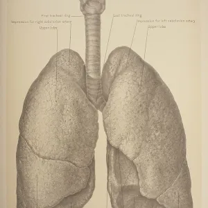 Anterior View Of The Trachea & Lungs Anterior View Of The Trachea & Lungs