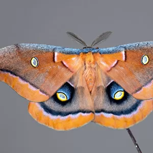 Antheraea polyphemus a Polyphemus moth