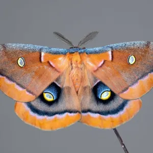 Antheraea polyphemus Print - Polyphemus Moth Antheraea polyphemus Print - Polyphemus Moth