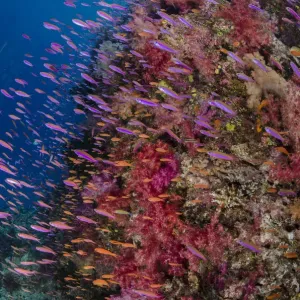 Anthias (Pseudanthias squamipinnis) swimming close to coral reef, Fiji Anthias (Pseudanthias squamipinnis) swimming close to coral reef, Fiji
