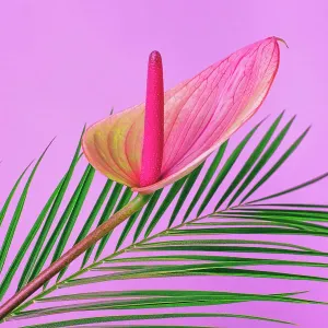 Anthurium flower with palm leaf on bright pink background. Tropical festive concept. Front view and close-up Anthurium flower with palm leaf on bright pink background. Tropical festive concept. Front view and close-up
