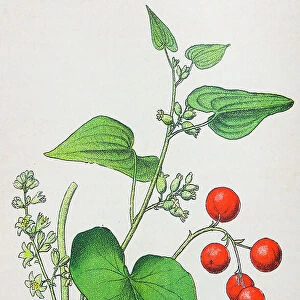 Antique botany illustration: Black Bryony, Tamus communis