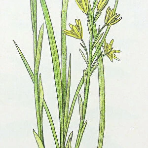 Antique botany illustration: Bog Asphodel, Narthecium ossifragum