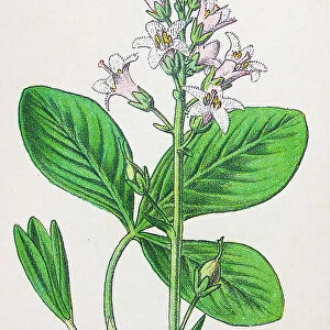 Antique botany illustration: Bog bean, Buck bean, Menyanthes trifoliata