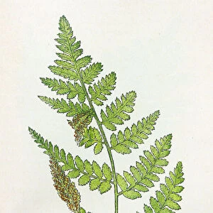Antique botany illustration: Broad Buckler Fern, Nephrodium spinulosum