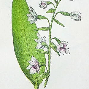 Antique botany illustration: Broad Leaved Helleborine, Epipactis latifolia