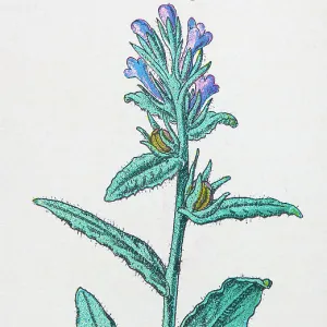 Antique botany illustration: Bugloss, Anchusa arvensis