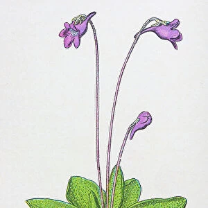 Antique botany illustration: Butterwort, Pinguicula vulgaris