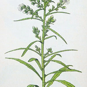 Antique botany illustration: Canadian fleabane, Erigeron canadense