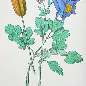 Antique botany illustration: Columbine, Aquilegia vulgaris
