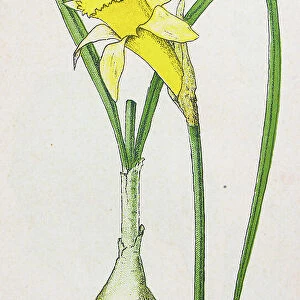 Antique botany illustration: Daffodil, Lent Lily, Narcissus pseudo-narcissus