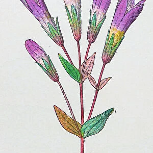 Antique botany illustration: Felwort, Gentiana germanica