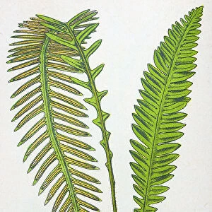 Antique botany illustration: Hard Fern, Lomaria spicant