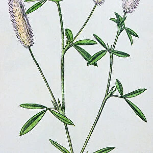 Antique botany illustration: Hares foot trefoil, Trifolium arvense
