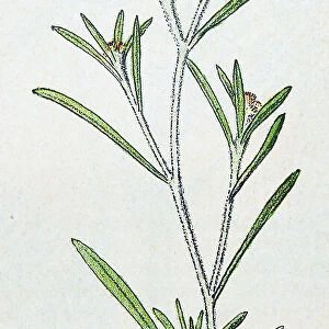Antique botany illustration: Marsh Cudweed, Gnaphalium uliginosum