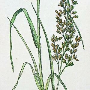 Antique botany illustration: Meadow Soft Grass, Holcus lanatus