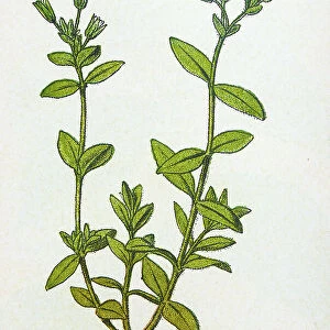 Antique botany illustration: Mouse Ear Chickweed, Cerastium triviale