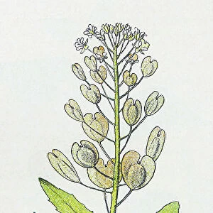 Antique botany illustration: Penny Cress, Thlaspi arvense