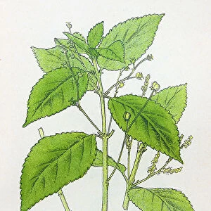 Antique botany illustration: Perennial Mercury, Mercurialis perennis