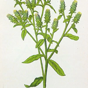Antique botany illustration: Ploughman's Spikenard, Inula Conyza