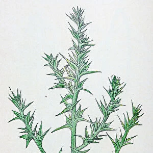 Antique botany illustration: Prickly Saltwort, Salsola kali